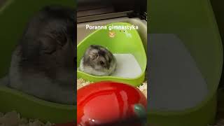 Chomik i jego gimnastykachomik hamsters [upl. by Ardnovahs]