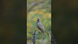 Starling Singing [upl. by Gibbie]