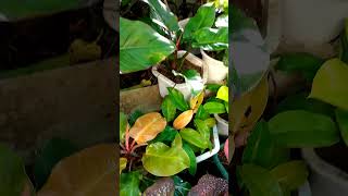 Philodendron Varieties plants nature indoorplant beautiful [upl. by Merilyn427]