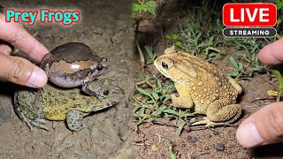 Boing boing catching froggy funny  catch frogs make you laugh [upl. by Farr]