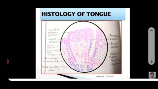 HISTOLOGY OF TONGUE [upl. by Brigitta]