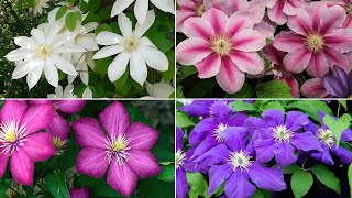 Popular Clematis Varieties to Consider Growing  Clematis Varieties with Names [upl. by Abrahamsen258]