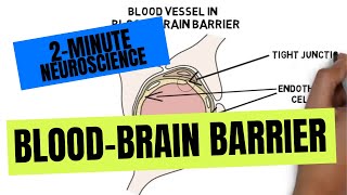 2Minute Neuroscience BloodBrain Barrier [upl. by Atinna971]