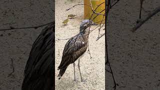 The Enchanting Calls of the Australian Curlew A Beautiful Bird 2024 🦜🦤 [upl. by Takken]