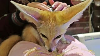 My Next Pet Feeding Fennec Fox [upl. by Udelle]