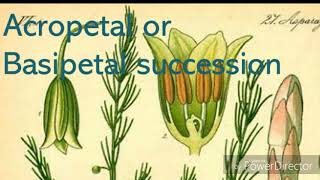 acropetal or besipetal succession [upl. by Osrit]