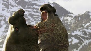 Battle Between Two Bull Elephant Seals  4K UHD  Seven Worlds One Planet  BBC Earth [upl. by Arte]