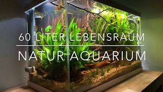 Mein 60 Liter Aquarium Teil 1 Spannender Lebensraum auf 60 Litern Asiatischer Regenwald [upl. by Prentice]