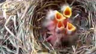 Baby Robin Birds are hatching on my windows 2 [upl. by Annawik500]