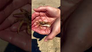 Fiddler crab in the Ria Formosa 🇵🇹☀️ Portugal 🇵🇹 [upl. by Leighland372]