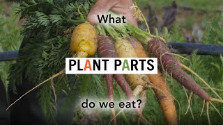 Foodwise Kids What Plant Parts Do We Eat [upl. by Arhaz]