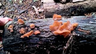 Jelly Fungus  Witches Butter  Tree Ear  Auricularia auricula  3 [upl. by Aidnahs939]