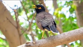 MYNA Bird Sound  MYNA Bird Talking  MYNAH Bird Voice  MYNAH Bird Singing [upl. by Neved]