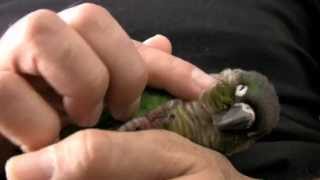 Green Cheek Conure Parrot  What they are like  Baby GCC [upl. by Keisling957]