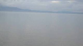 Porpoise in the Solway [upl. by Burrill715]