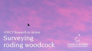 Surveying roding woodcock [upl. by Atnad]