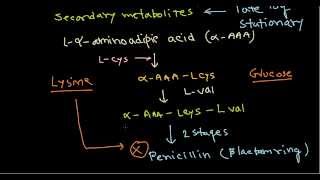 Penicillin production biosynthesis [upl. by Liane]