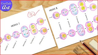 Meiosis Diagram Drawing  Cell division diagram Drawing  Labeled Science projects [upl. by Melbourne]