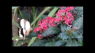 quotPapilio dardanus maschioquot Live Video von Karin und Wolfgang Schmökel [upl. by Toback701]