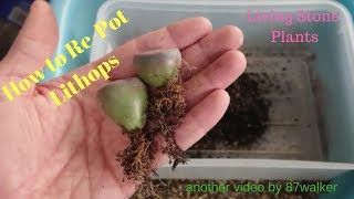 How To RePot Lithops [upl. by Caravette]