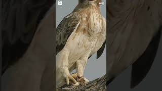 BOOTED EAGLE TRAP HUNT  LIZARD OF THE SKY [upl. by Eerazed]