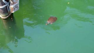 GIANT TURTLE SWIMMING AT ISLANDS OF ADVENTURE [upl. by Lieberman]