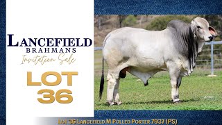 Lot 36 Lancefield M Polled Porter 7937 PS [upl. by Ayocat]