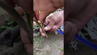 Casia nodosa grafting plants🎋youtubeshorts gardentrees beautiful plants [upl. by Ecinnaj]