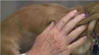 Puppy Care  How to Administer a Vaccination to Puppy [upl. by Eimmot]