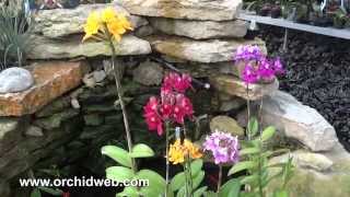 OrchidWeb  Epidendrum hybrids [upl. by Vladimar]