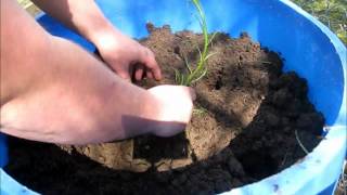 Planting Horseradish Container Gardening [upl. by Zere]