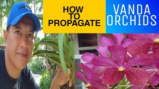 How to Propagate Vanda Orchids tips Vanda How to cut the stem of Vanda orchids [upl. by Alessandra]