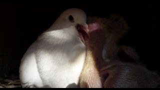 Mother pigeon feeding two baby fantails at once and creative pigeons using honeysuckle in their nest [upl. by Cacilie]