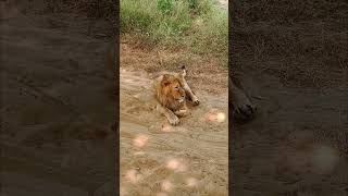 Lion blocked the road safari wildlife [upl. by Lefton]