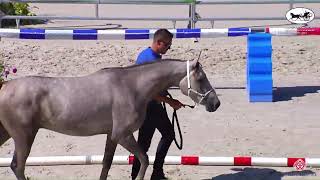 N 44 JOBIJOBA BOZOULS Finale Nationale des Concours dElevage Vichy 2022 Colts and Geldings [upl. by Hplar315]