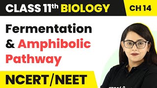 Fermentation and Amphibolic Pathway  Respiration in Plants  Class 11 Biology Chapter 14 NCERTNEET [upl. by Higginbotham]