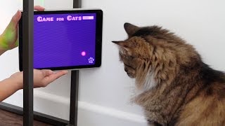 MY CATS Play APP GAMES [upl. by Wilbert]