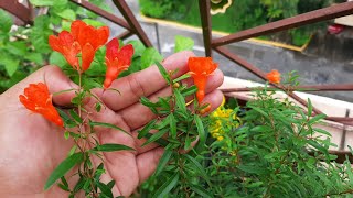 Growing Dwarf Pomegranate Punicum Granatum nana in Containers [upl. by Torey]