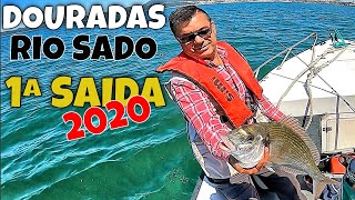 DOURADAS NO RIO SADO 1º SAIDA EM 2020 GILTHEAD BREAM AND SEA BREAM FISHING 鲷鱼 الدنيس مذهب الرأس✅ [upl. by Aryajay]