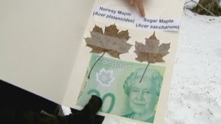 Canadian botanists upset by new banknote [upl. by Nnyrat268]