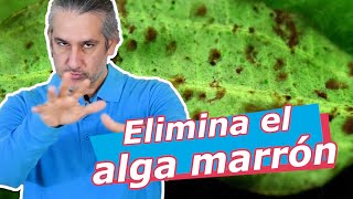 Cómo ELIMINAR el ALGA marrón · DIATOMEA 🚫🌱 [upl. by Gunter]