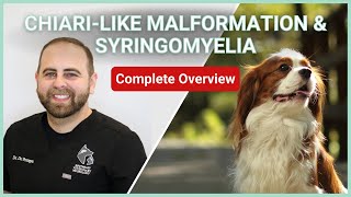 Chiarilike Malformation amp Syringomyelia In Dogs  Symptoms Diagnosis Treatment amp Prognosis [upl. by Leontyne]