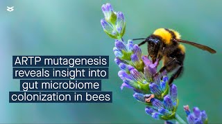 Understanding genetic factors that confer advantages to bacteria colonizing a nonnative host [upl. by Aicenaj363]