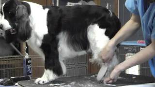 English Springer Spaniel Grooming Part 3 [upl. by Conway453]