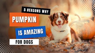 PUMPKIN For Dogs Amazing Health Benefits [upl. by Atwater]