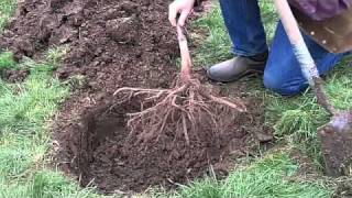 Planting a Bareroot Fruit Tree [upl. by Leahcam]