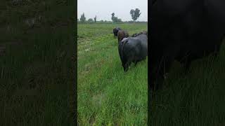 Buffalos animals [upl. by Naenaj128]