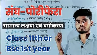 संघपोरिफेरा  phylum porifera class 11  phylum porifera bsc 1st year [upl. by Nuawaj]