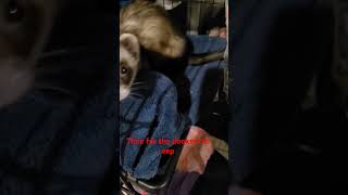 Its time for bed for the noodles ferretlove pets shortvideo [upl. by Eikcir]