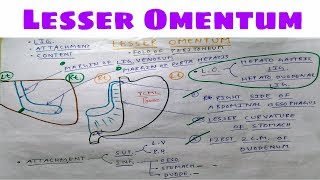 Lesser Omentum Anatomy  Part 1  Ligament and Attachment  The Charsi of Medical Literature [upl. by Georgiana451]